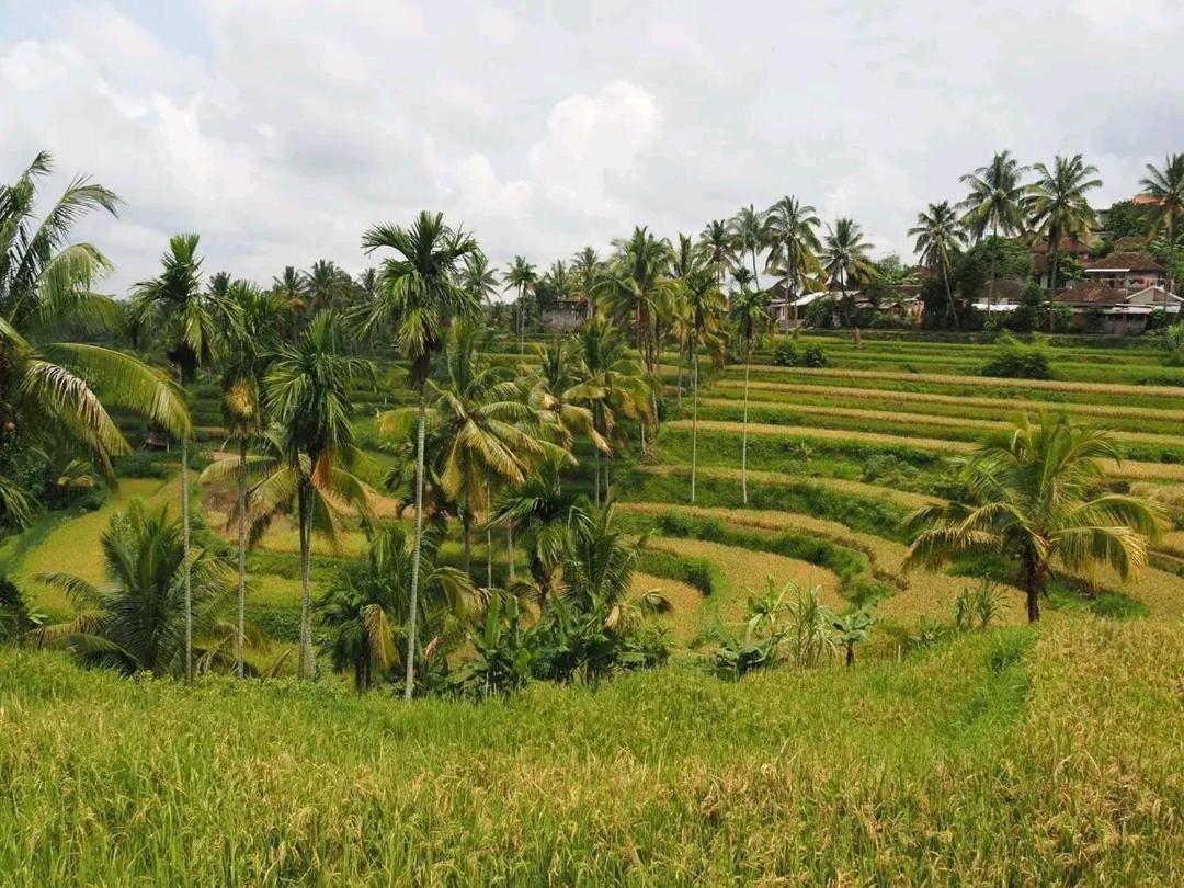 Tereng Wilis Bungalows Tetebatu Eksteriør billede