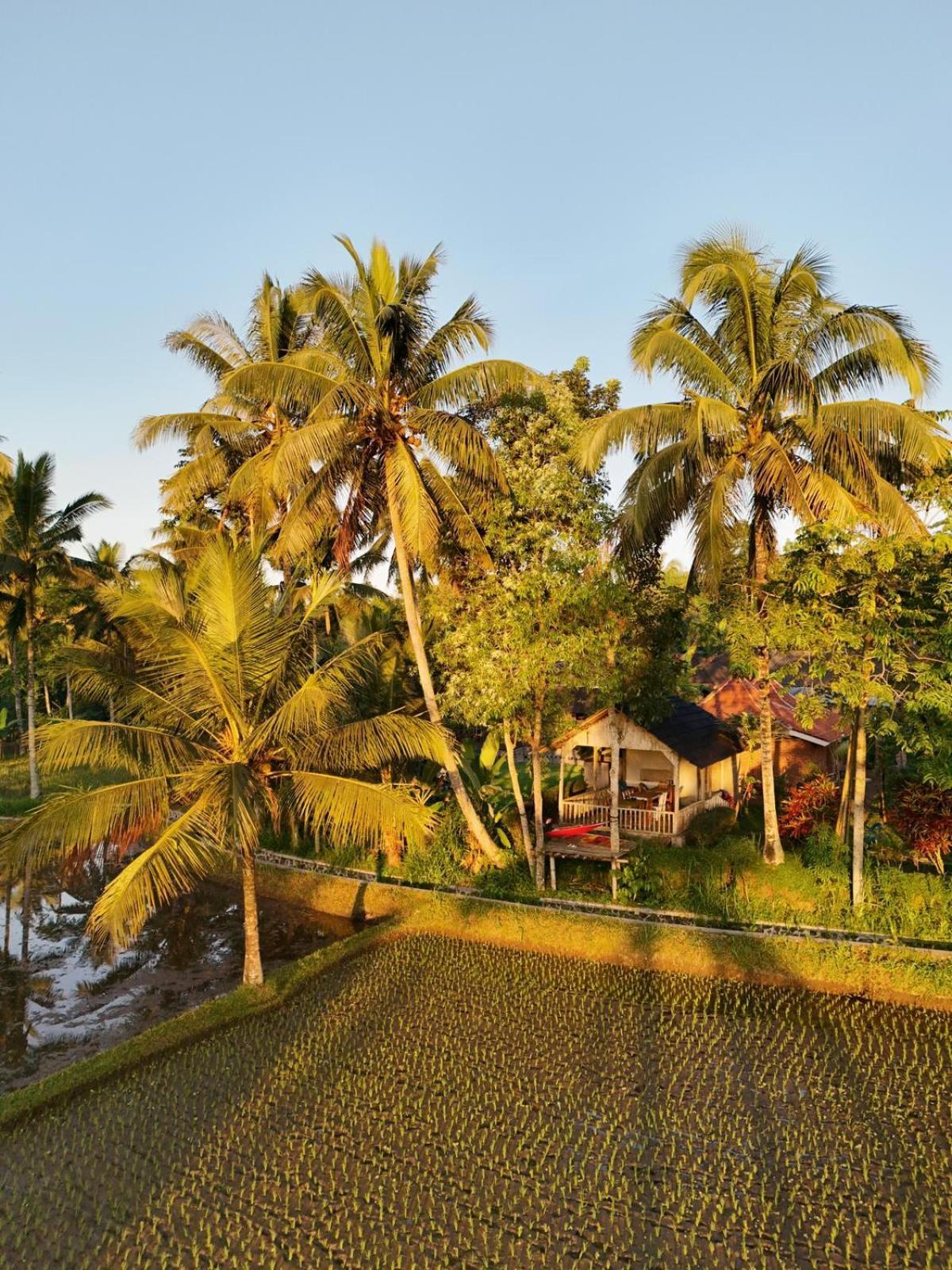 Tereng Wilis Bungalows Tetebatu Eksteriør billede