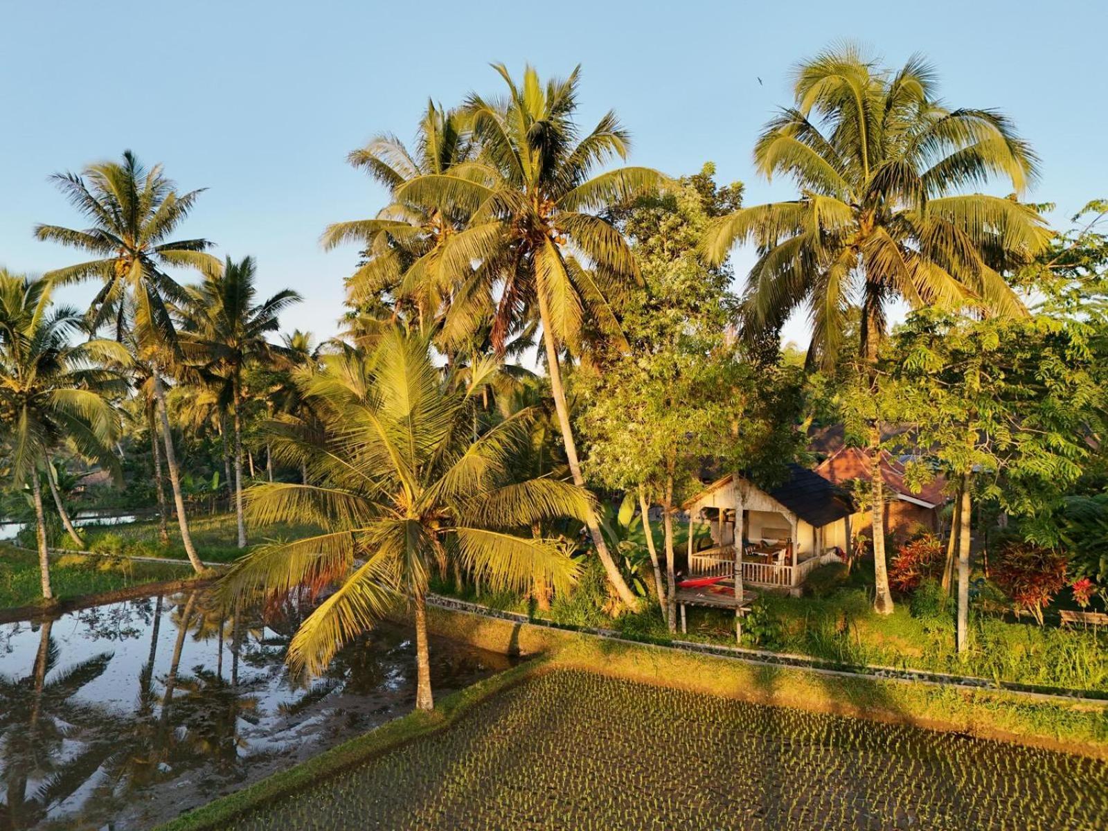 Tereng Wilis Bungalows Tetebatu Eksteriør billede
