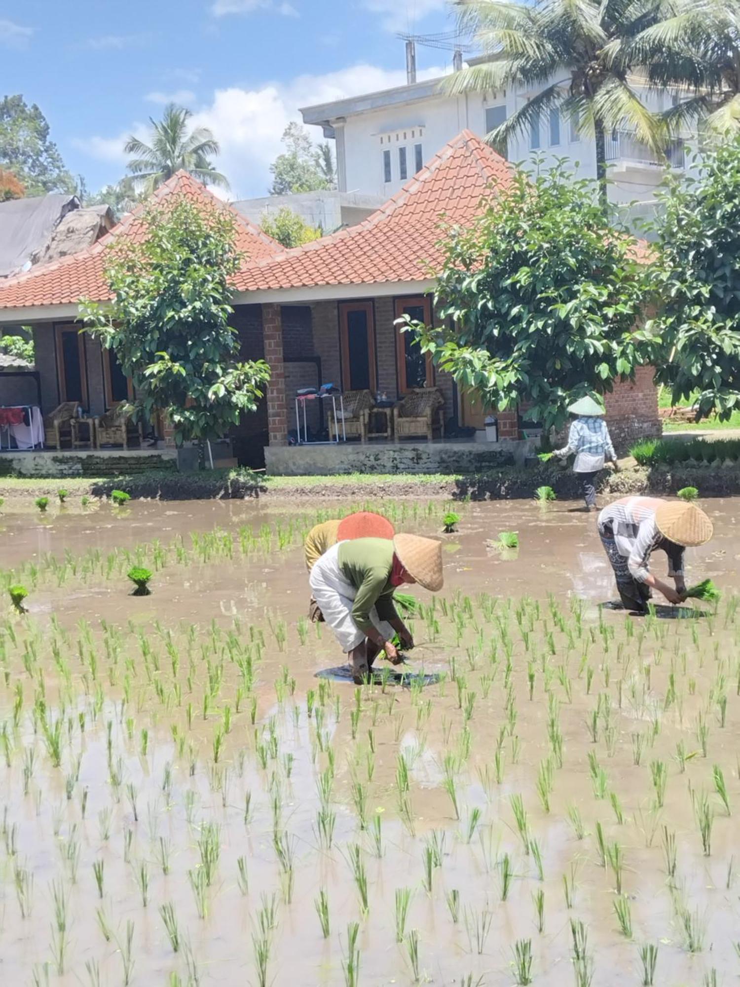 Tereng Wilis Bungalows Tetebatu Eksteriør billede