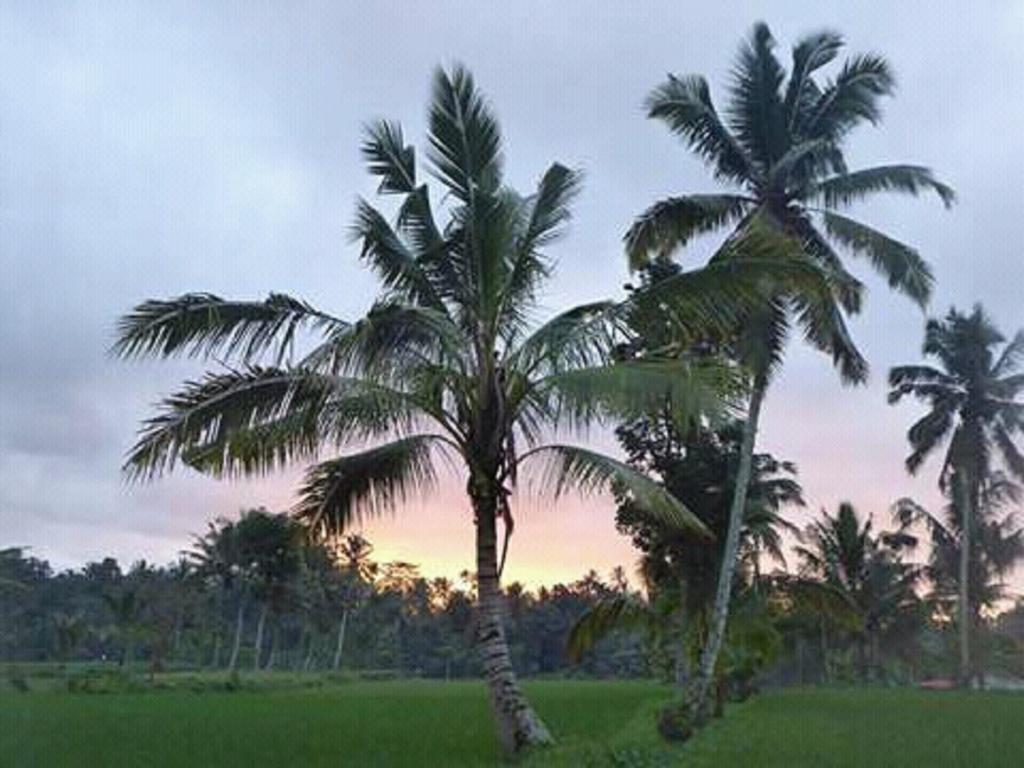 Tereng Wilis Bungalows Tetebatu Eksteriør billede