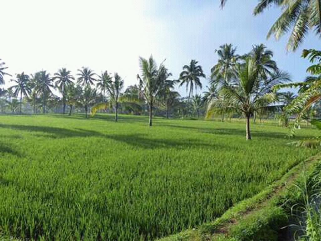 Tereng Wilis Bungalows Tetebatu Eksteriør billede