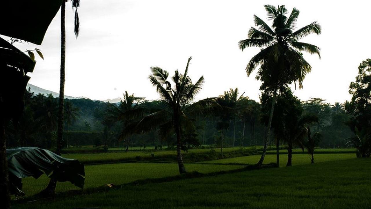 Tereng Wilis Bungalows Tetebatu Eksteriør billede